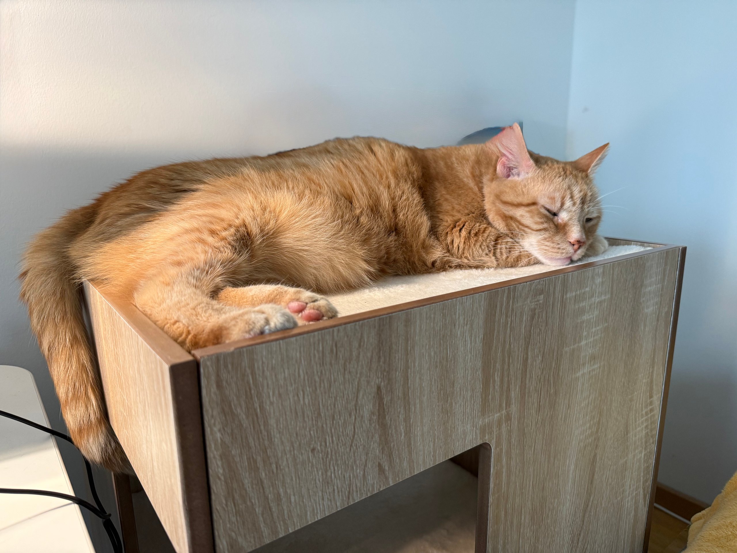 Katze
