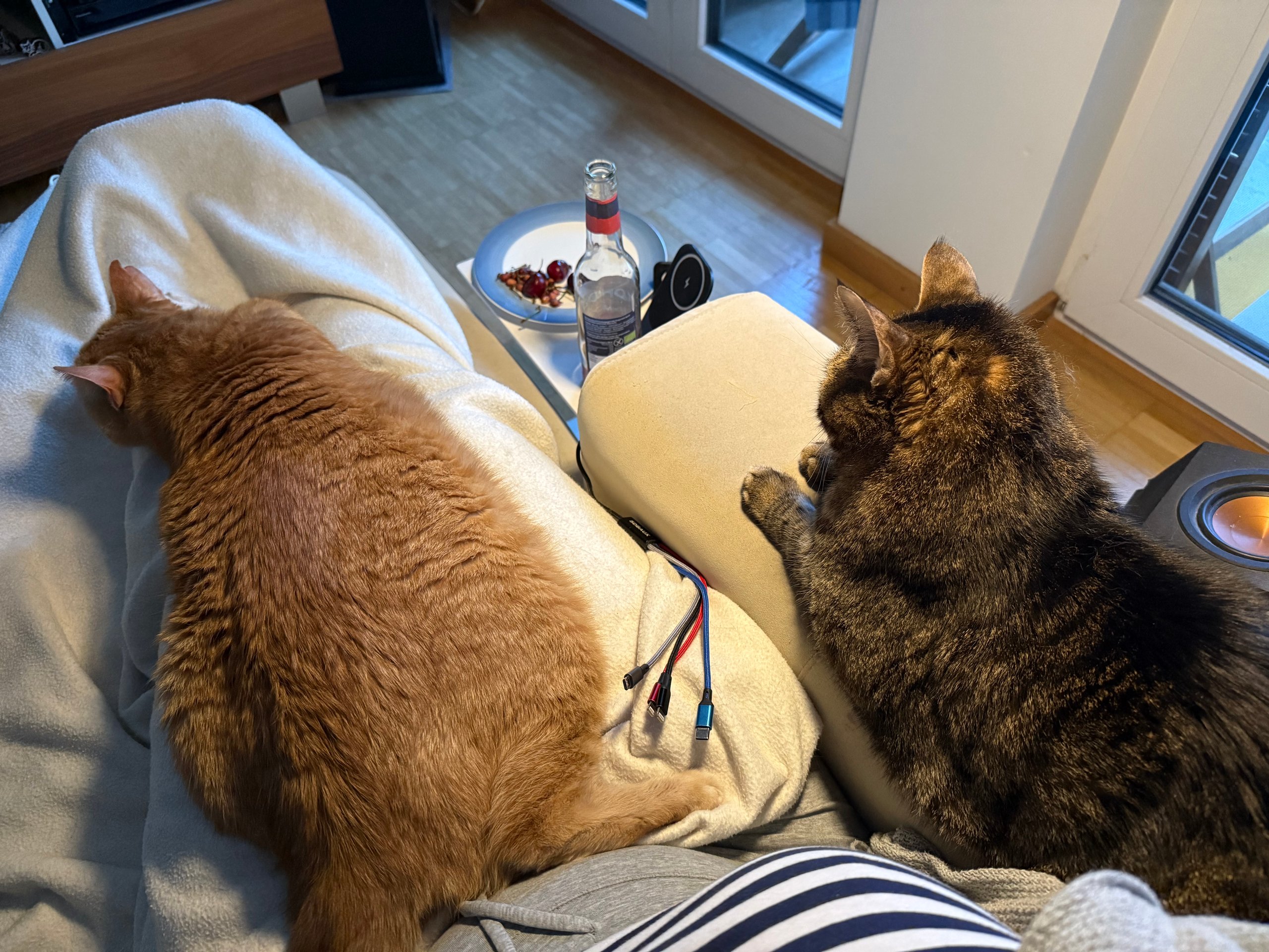 Test Alt-Text Katzen